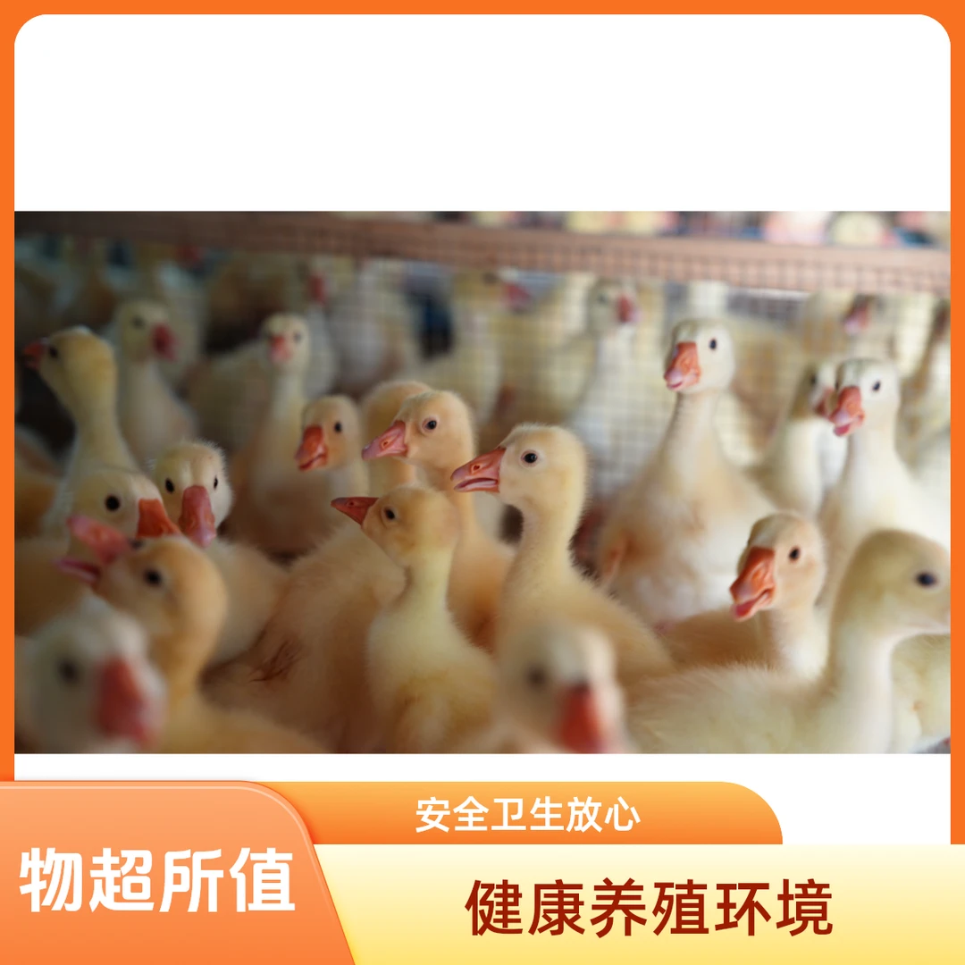 自家人工培育大种白苗顺丰包邮公母可自行搭配