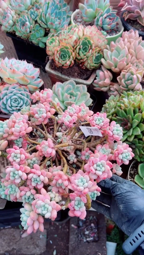 07151多肉植物一物一拍