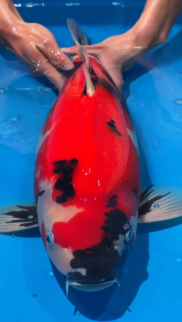 锦鲤佛山金隆锦鲤直播专用闪购链接，不支持7天无理由退货退款