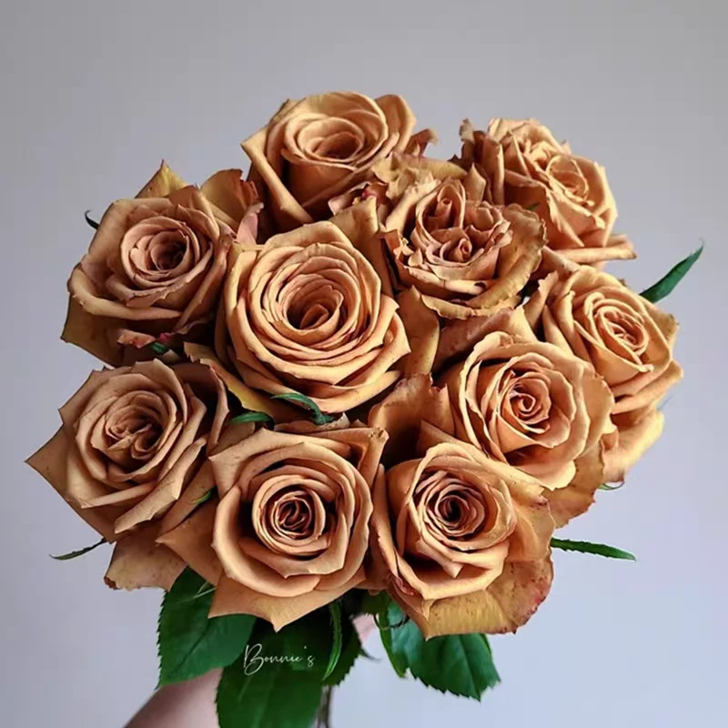 太妃糖 新品切花多季节重复开花