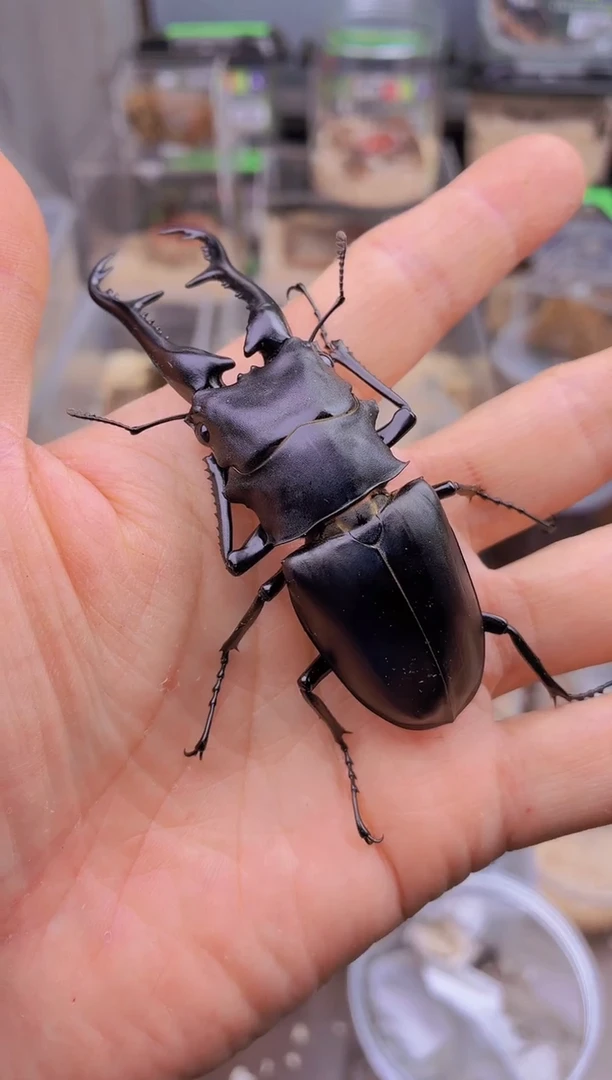 95mm长颈鹿锯锹成虫公一只