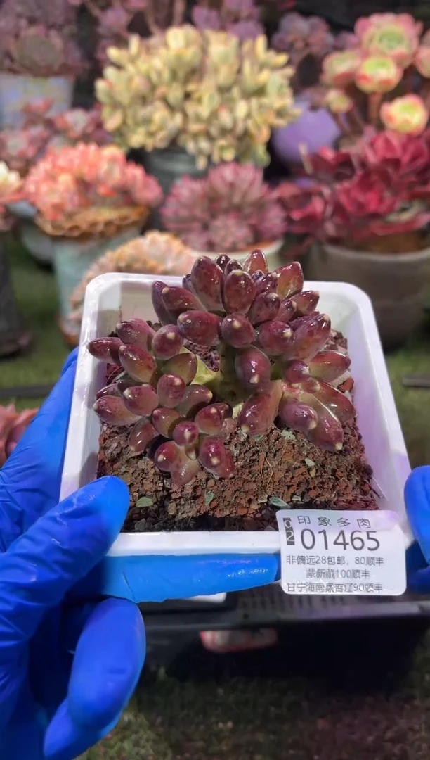 【闪购商品】01465