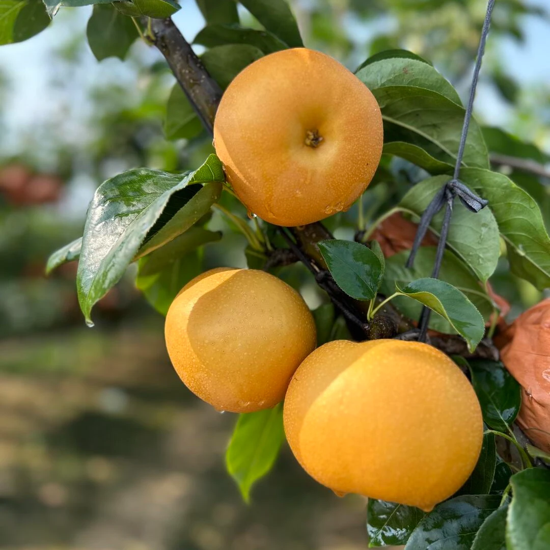 正宗秋月梨香甜多汁新鲜现发脆甜可口