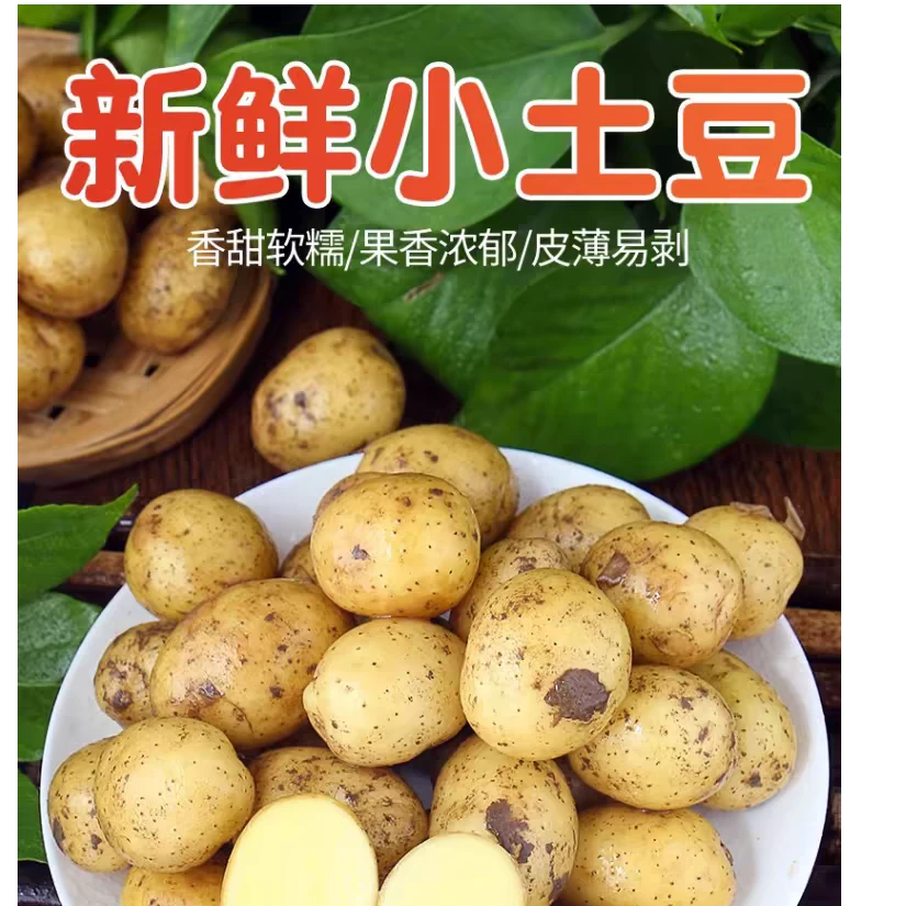 恩施现挖小土豆马尔科土豆老品种