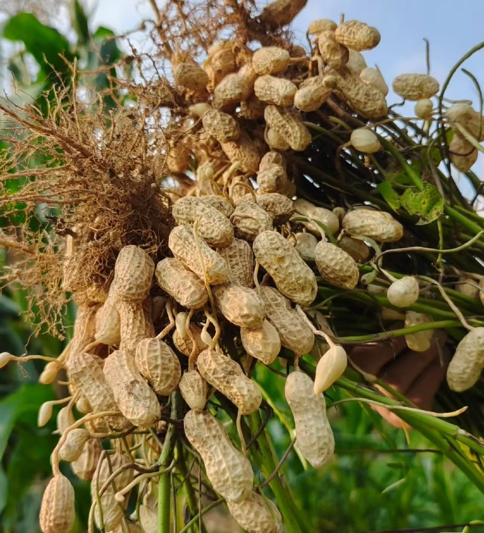 湘西本地农家自种粉皮花生颗粒饱满当季新出