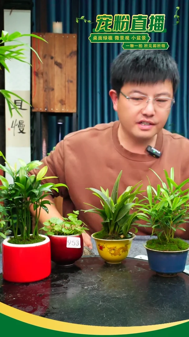 无花朵玉**生苔藓微景观953号