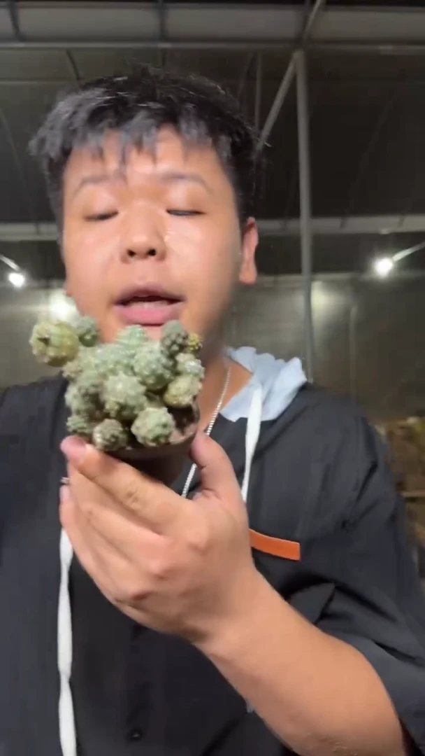 多头 足球团扇【带根】