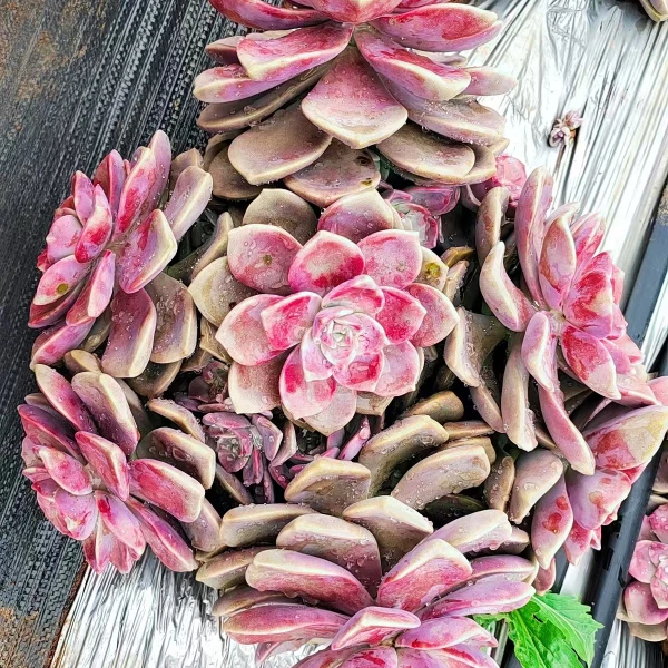 紫乐超大号 新手好养 精品多肉植物云南发货