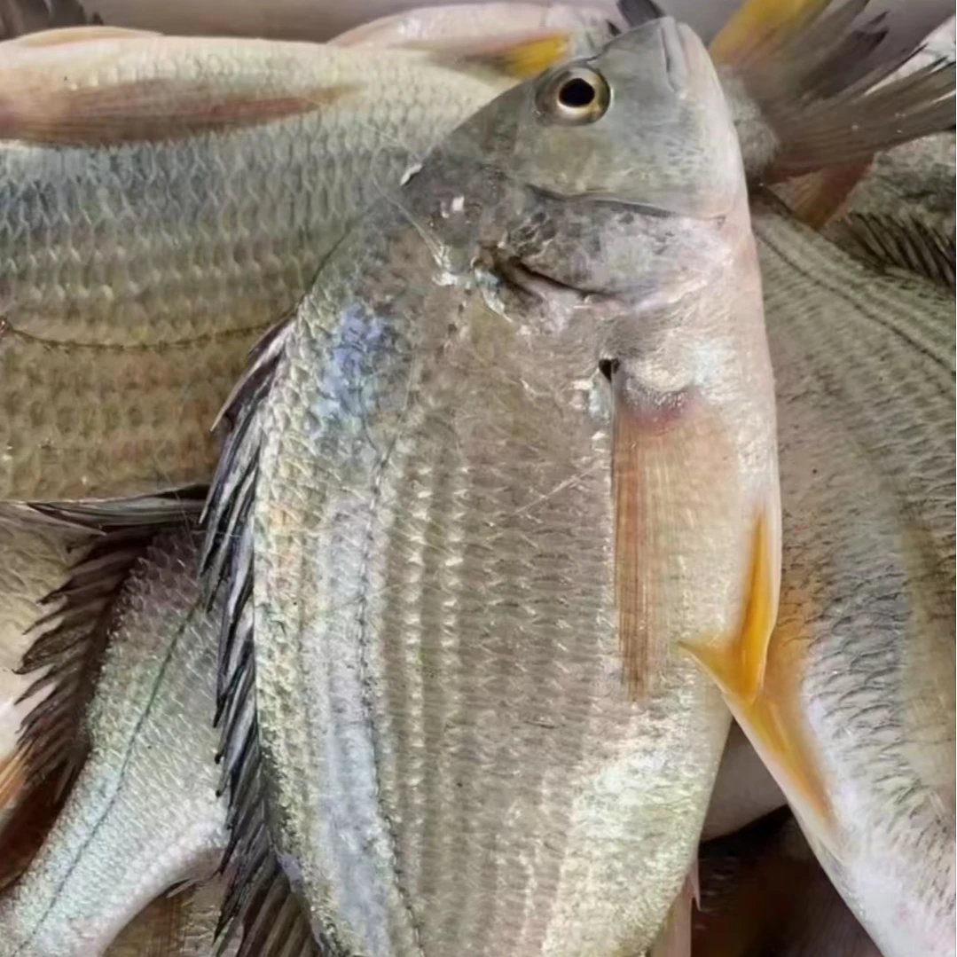 大|小黄翅鱼 黄脚立 顺丰京东发货