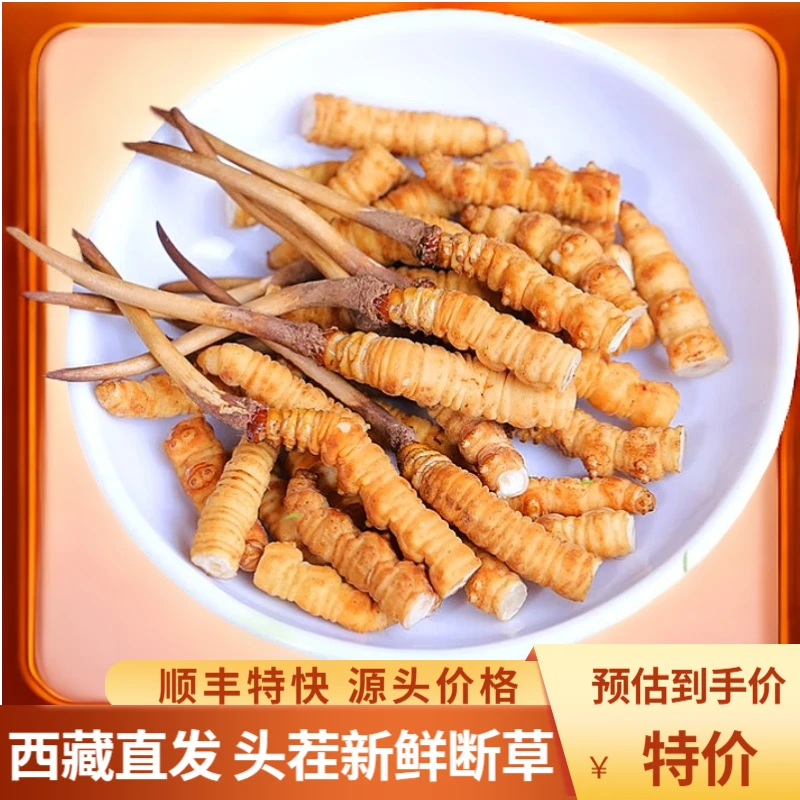 西藏正宗头茬新鲜冬虫夏草高海拔新鲜虫草自吃实惠大断草甄选品质