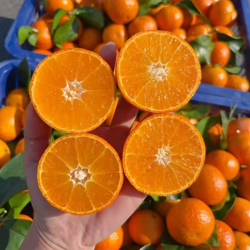 【金秋-沙糖桔】精销货 果肉爽嫩、汁多、化渣、味清甜，吃后沁心润喉广西壮族自治区