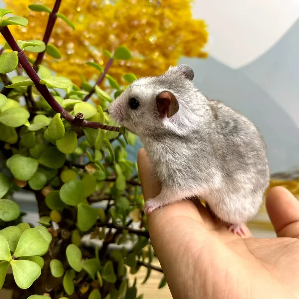 家养小宠仓鼠金丝熊活体宠物一个月幼崽宝宝（鑫月宠趣乐园）