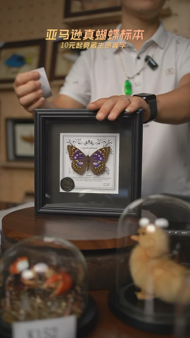 大紫蛱蝶盲盒版7寸欧式方框