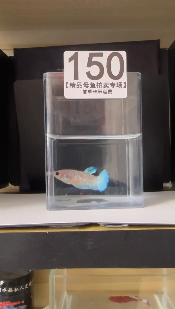 斗鱼母鱼编号：150