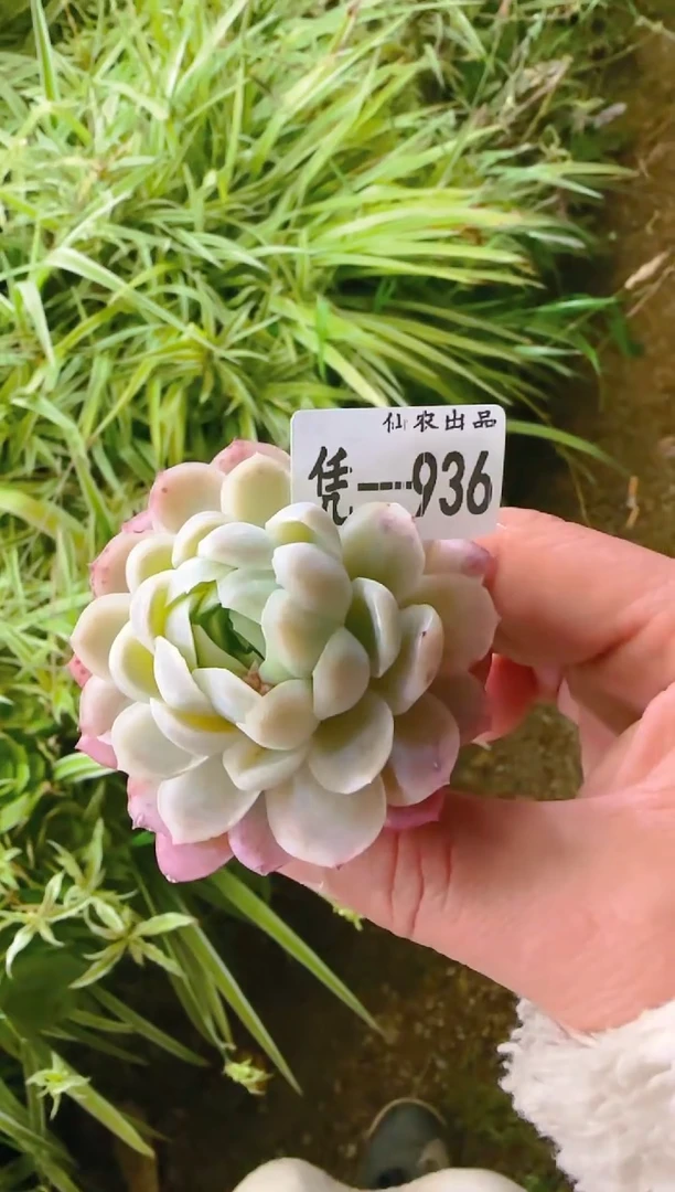 【闪购商品】凭—936—仙农（月影）