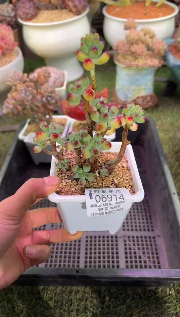 【闪购商品】06914