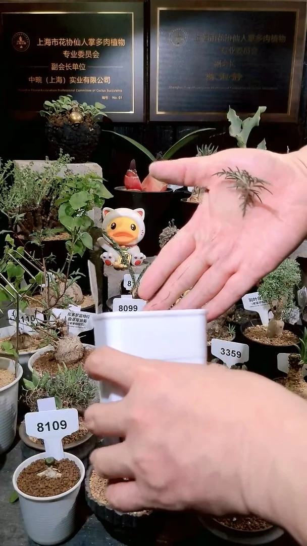 号1223福利植物窄瓣赤金绡