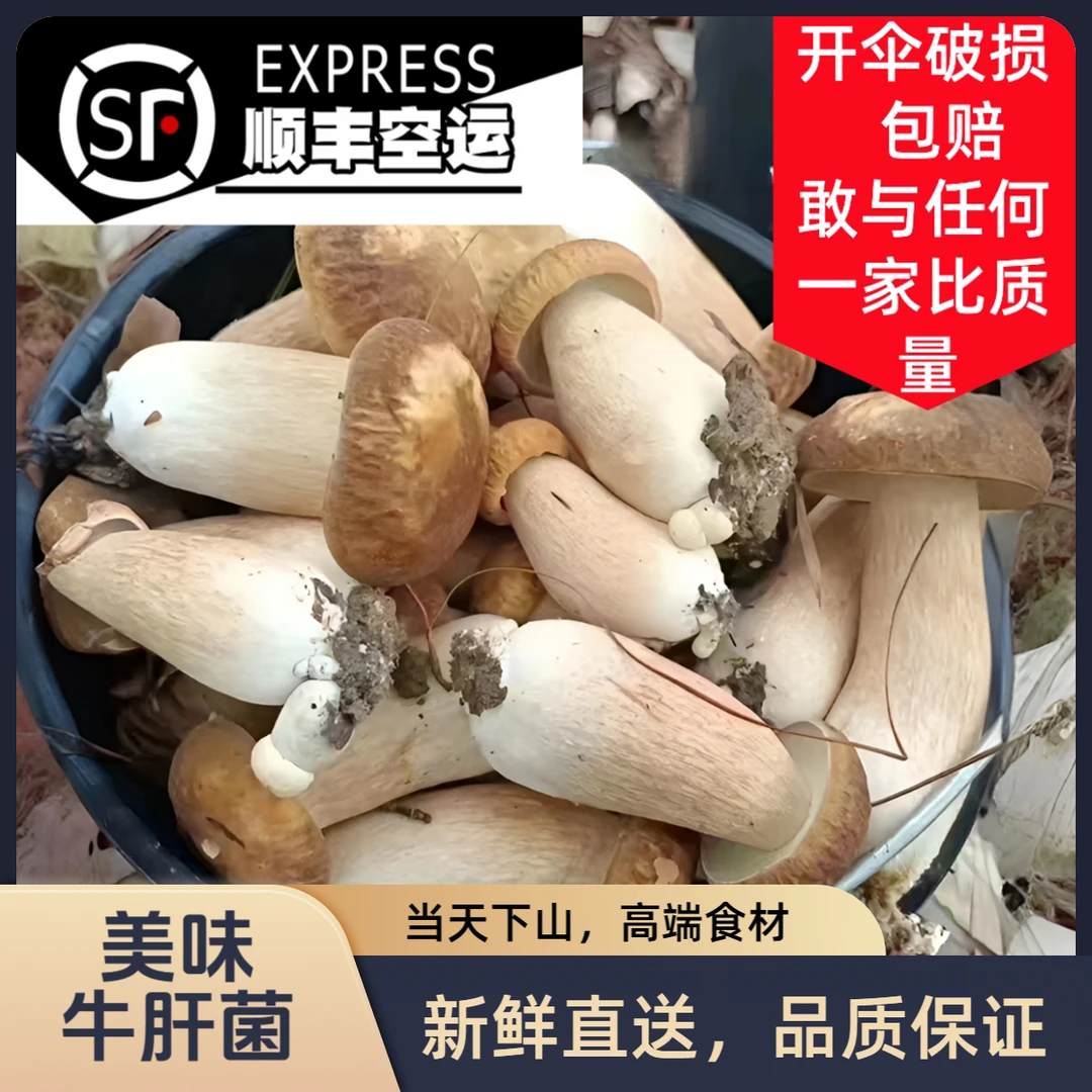 云南当天下山野生鲜美味牛肝菌黄高端食材送礼蘑菇顺丰空运包邮鲜中国美味蘑菇