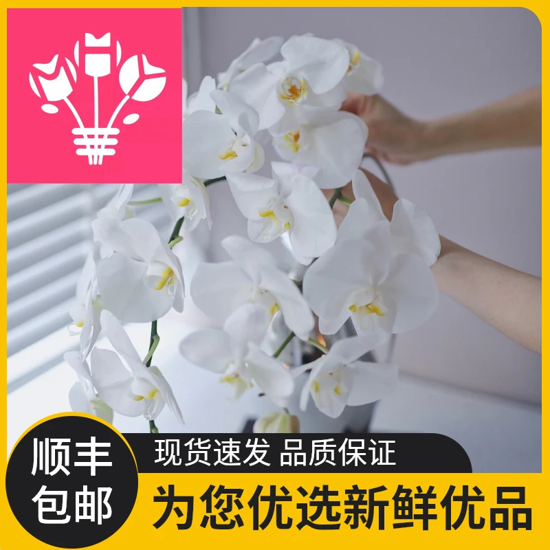 鲜花蝴蝶兰超大花大白v3蝴蝶兰婚庆花艺蝴蝶兰鲜切花非盆栽植物