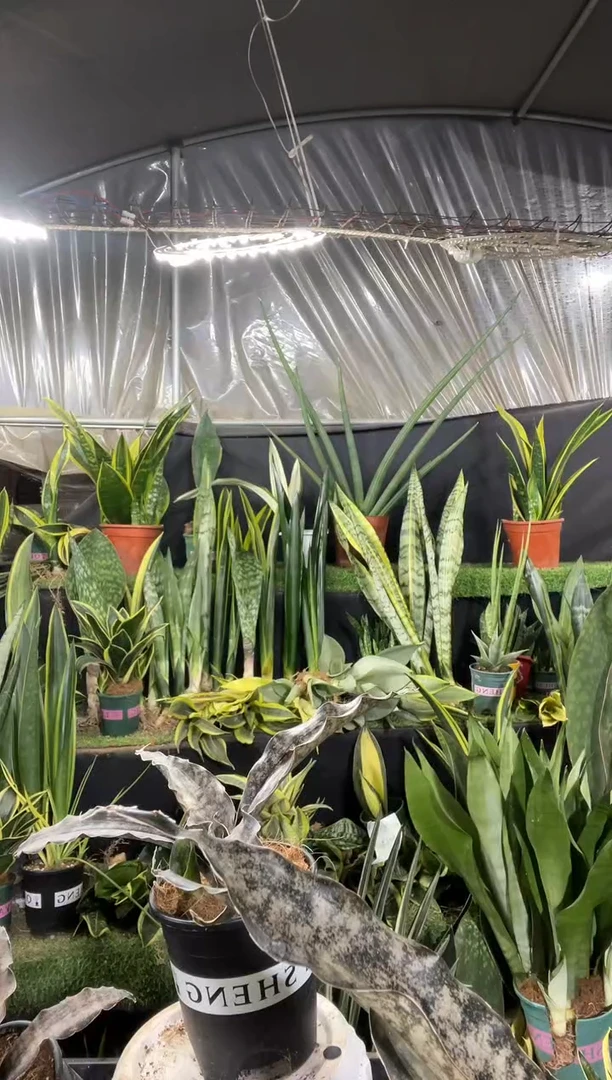 枯叶带盆土58.8....