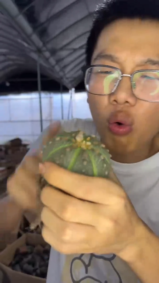 5颗 实生根 星兜 4-6cm