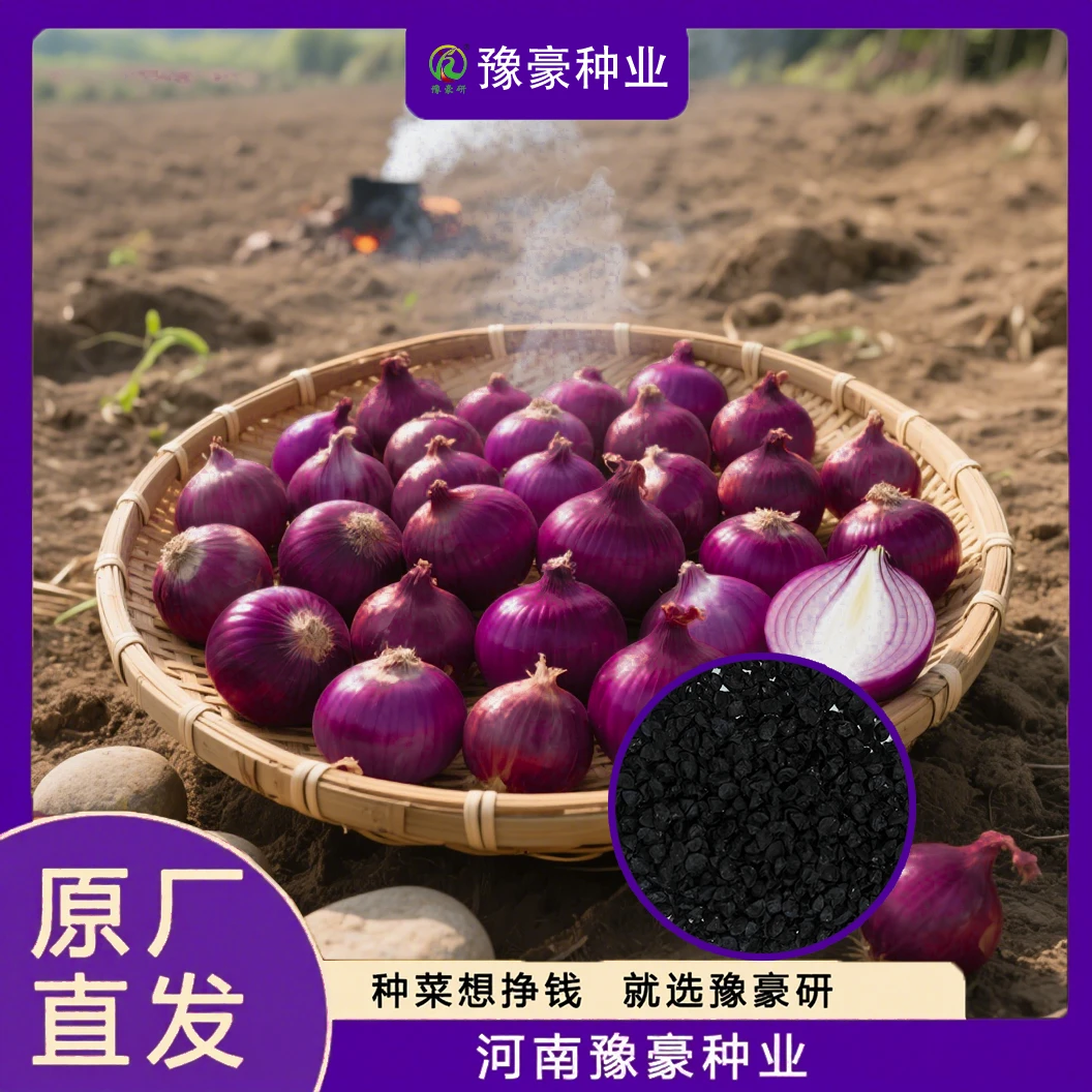 【紫皮水果洋葱种子】早丰紫玉耐储存口感好可陆续采收可大面积种植