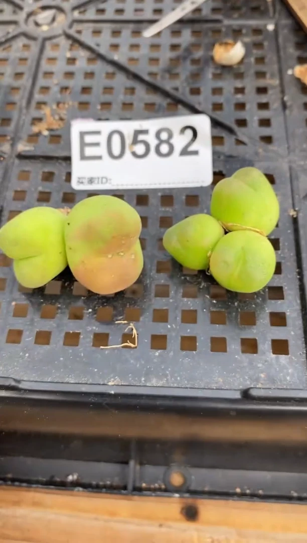 0582直播一物一拍