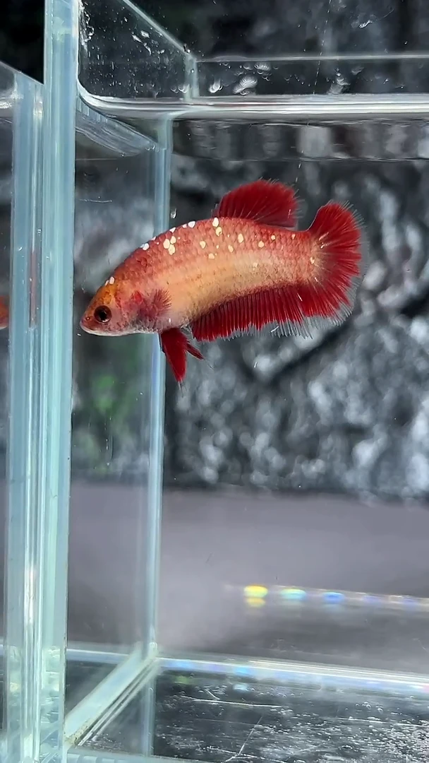 斗鱼竞拍链接A035