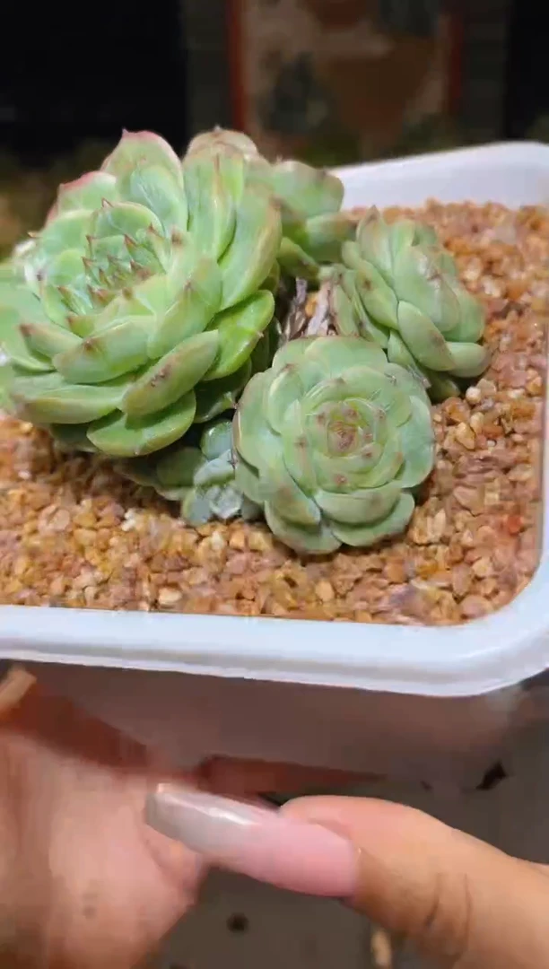 222  东云珍妮晾根  一物一拍