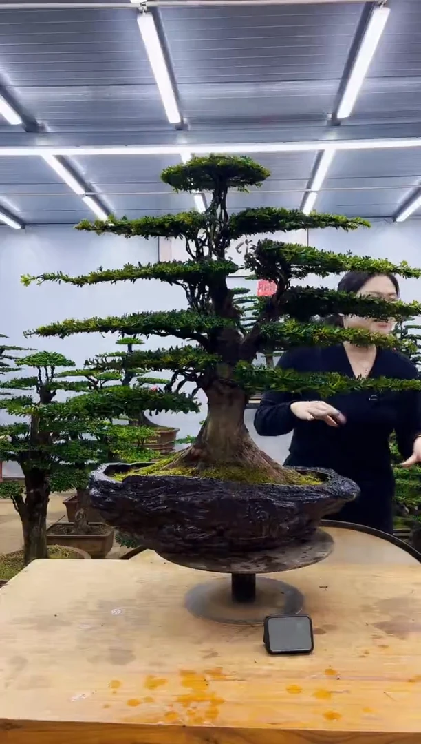 无花朵笑***哈一物一拍，所见即所得