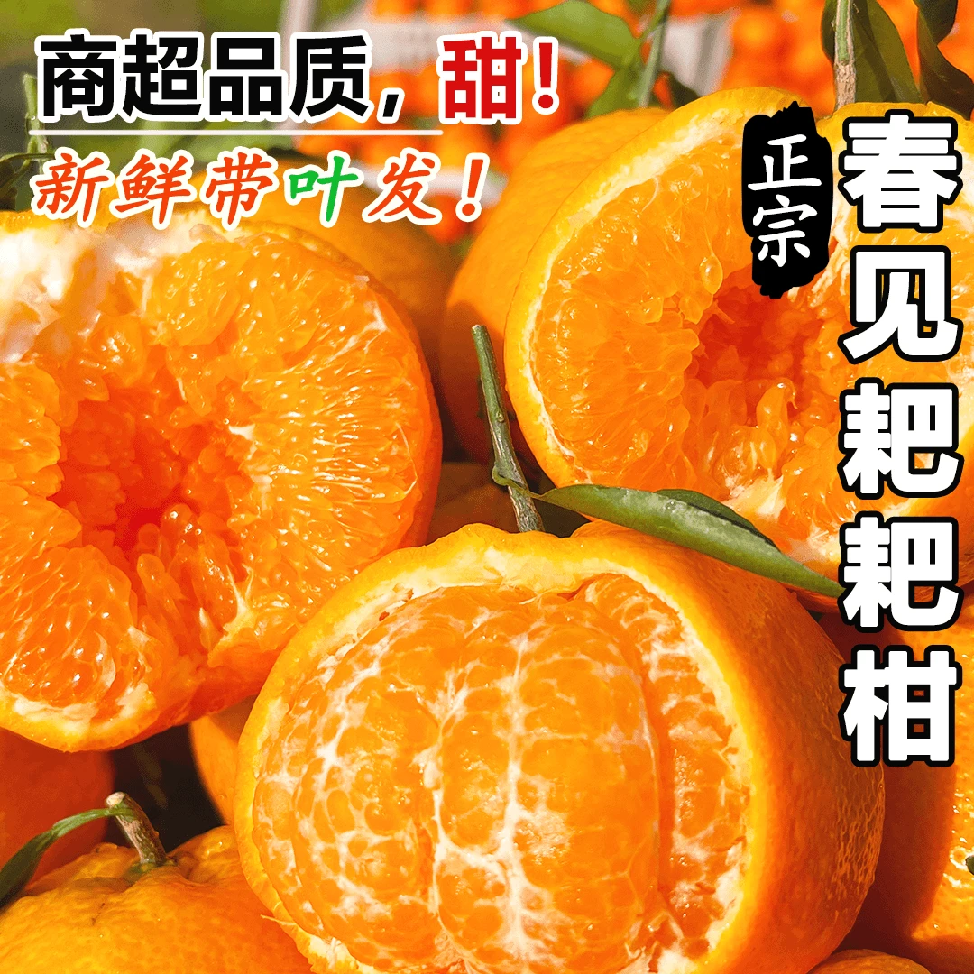 【正宗春见耙耙柑】新鲜水果四川耙耙柑橙子香甜多汁现摘年货送礼