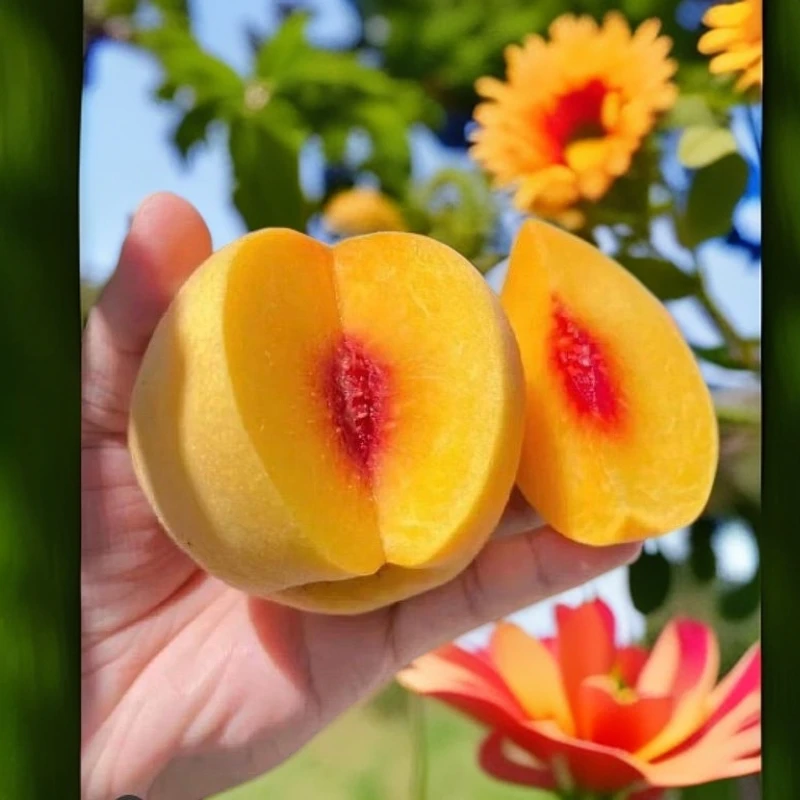 现摘现发新鲜水果爆甜多汁锦绣大黄桃新鲜应季水果顺丰