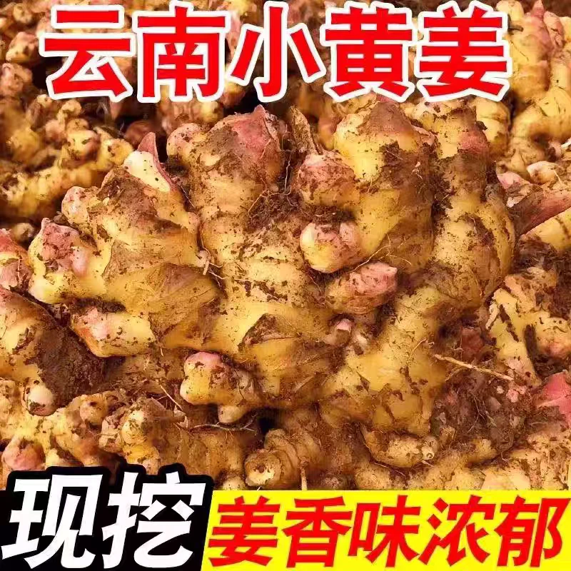 （现挖1年姜）云南正宗高山小黄姜生姜3斤/5斤/9斤月子姜土姜沙姜