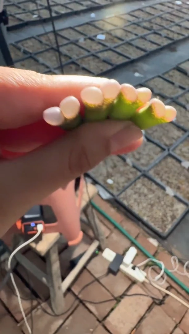 127多肉植物肉锥腰子窗一颗
