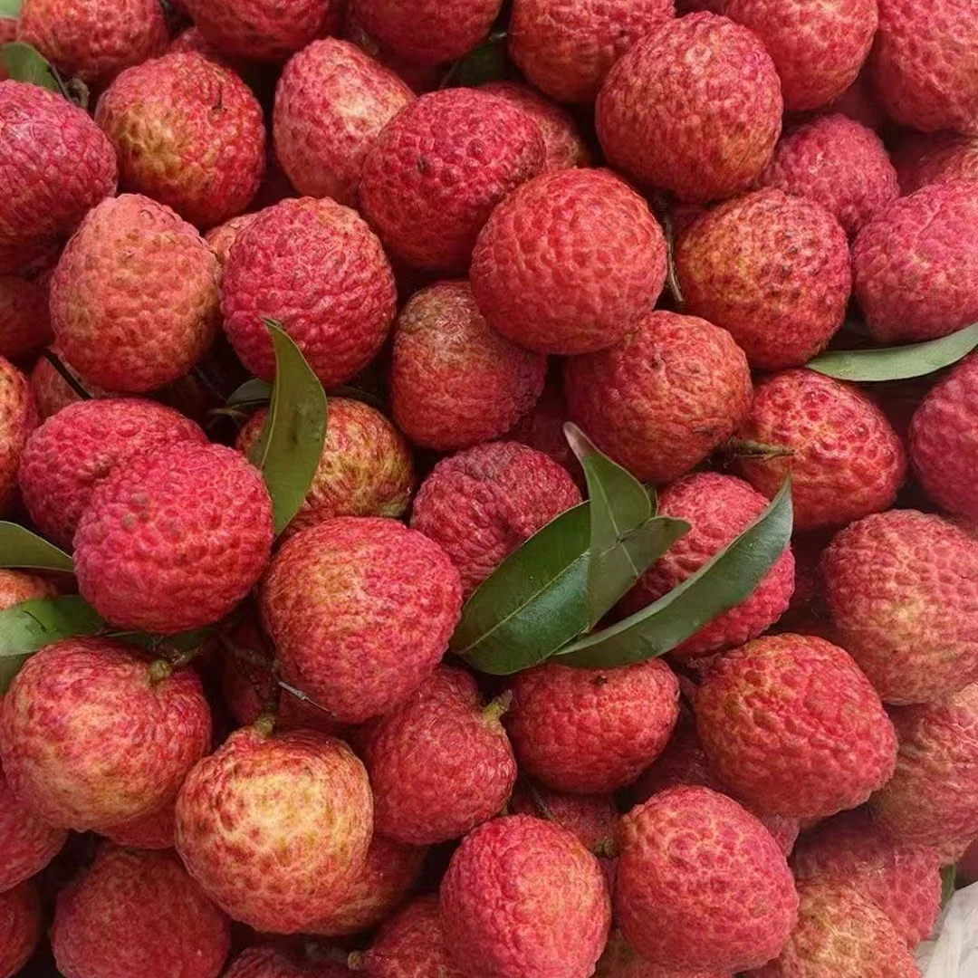 【广东省外拍】增城糯米糍荔枝  现摘现发  5斤10斤