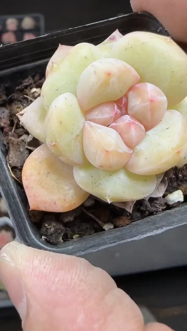 【闪购商品】一物一拍0213—82