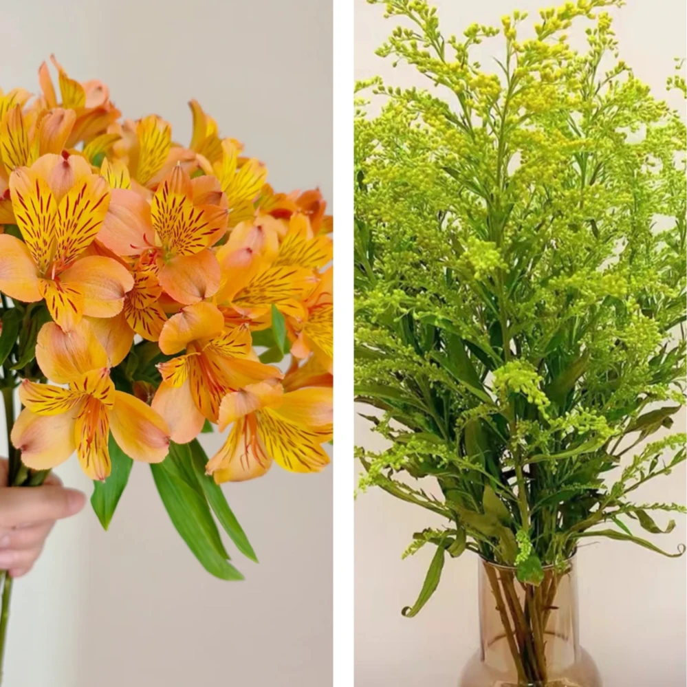 【橙光跃舞】宠粉专属组合 水仙百合(橙色)10支+黄莺草6支