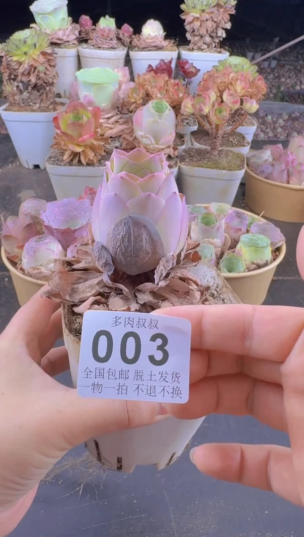 山地玫瑰黄金--003