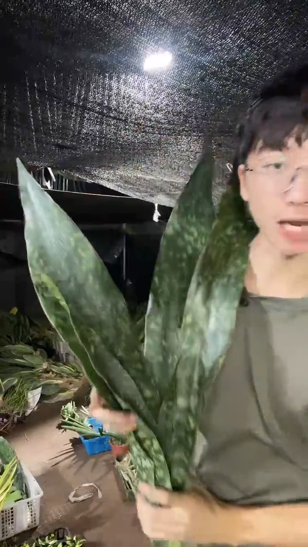 大号嘉宝裸根29.8