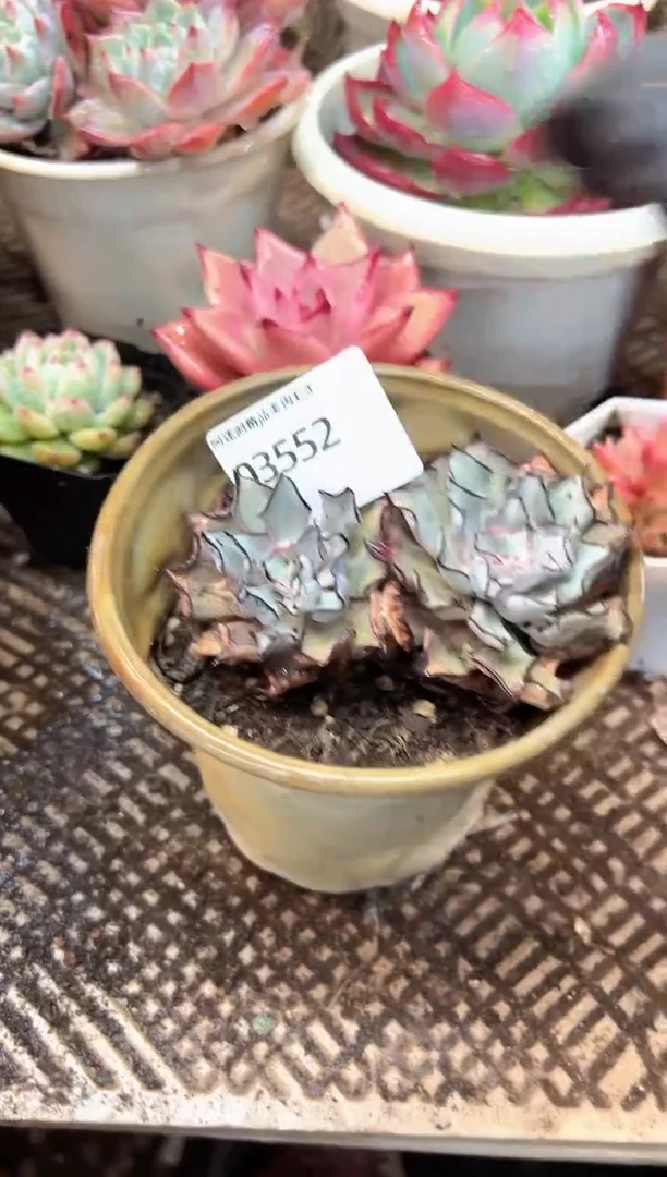 拾*八多肉植物一物一拍03552