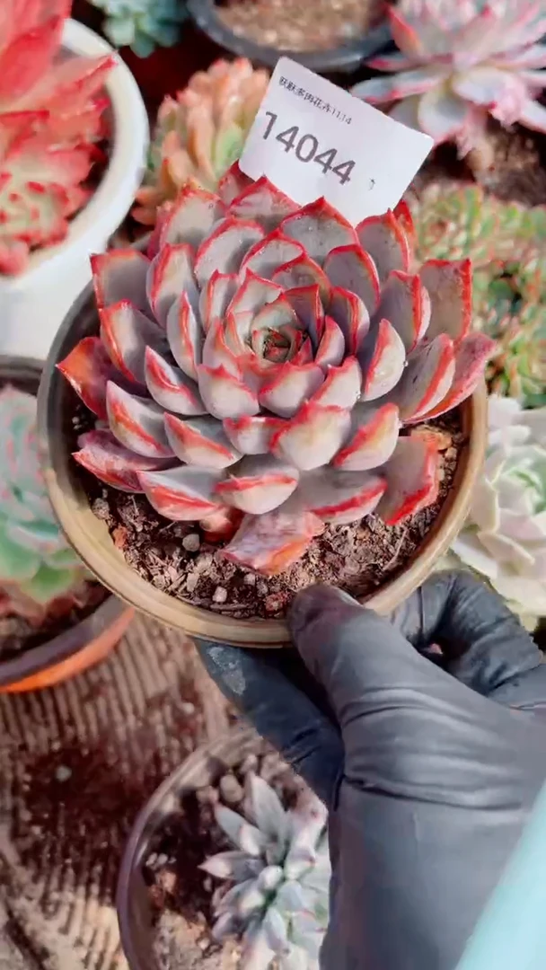 花***宿多肉植物一物一拍14044