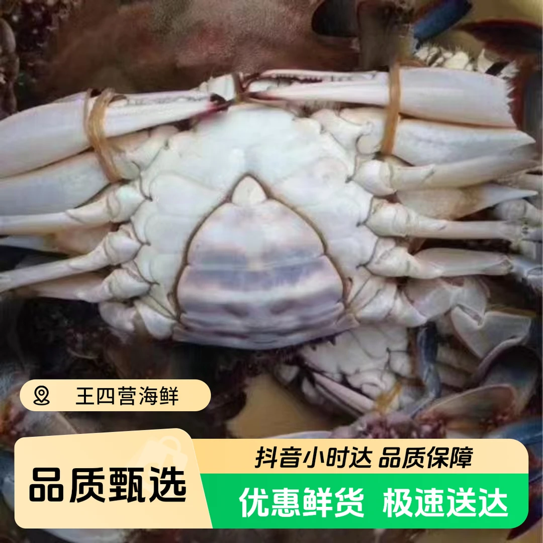 鲜活【母梭子蟹】2斤