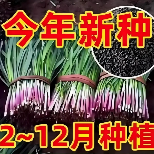 【全店满5包包邮】红根韭菜种子四季可播宽叶韭菜蔬菜种子阳台盆栽