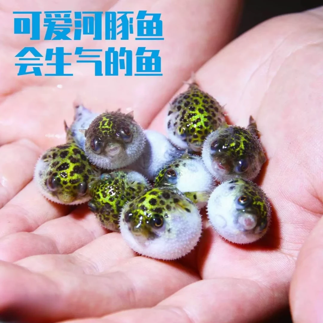 会鼓肚子的金娃娃潜水艇小河豚淡水好养耐活观赏鱼无毒活体宠物鱼