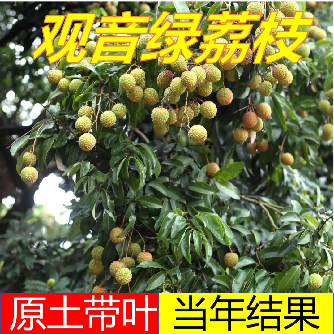 正宗观音绿荔枝苗树新品种嫁接仙桃妃子笑桂味无核果树可盆栽地栽