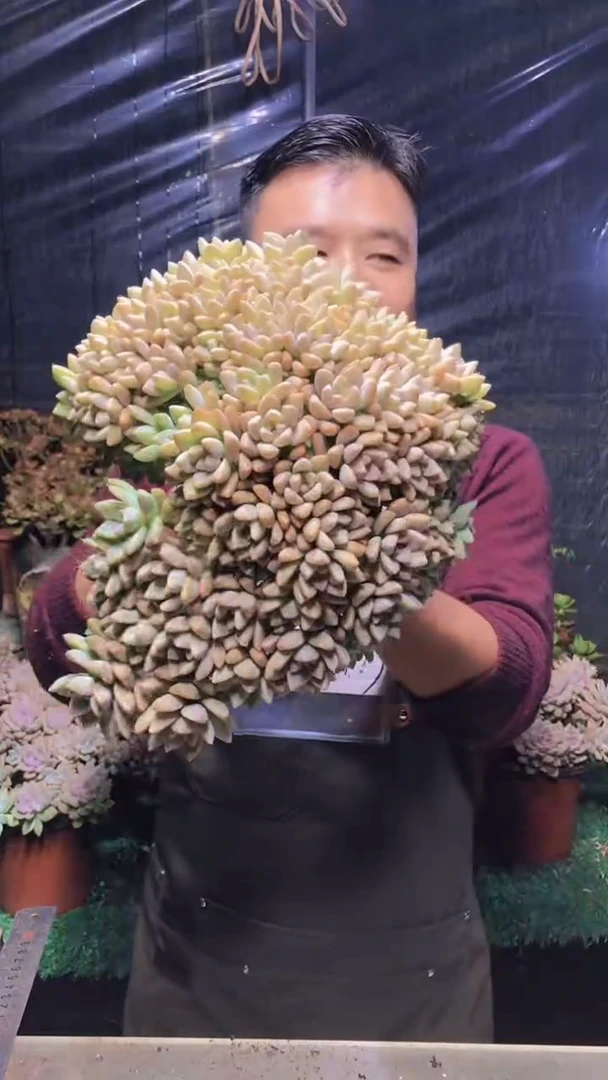 170淡雪缀化（一物一拍）