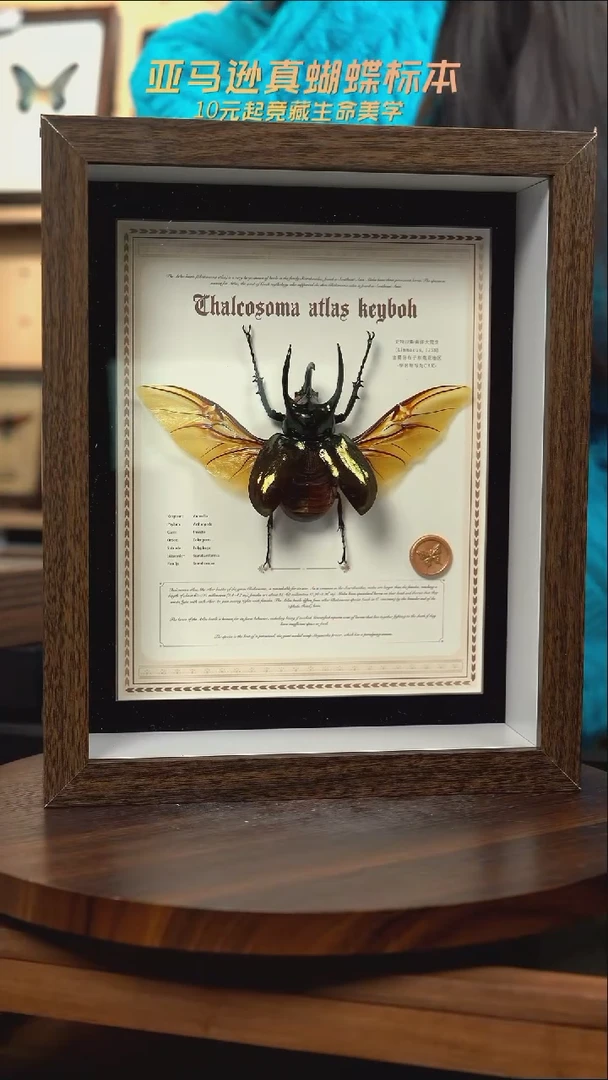 南洋大兜cak标本摆件h7