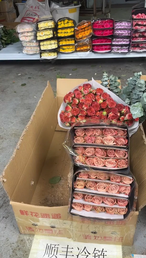 卡布60枝+巧克力10枝+尤加利