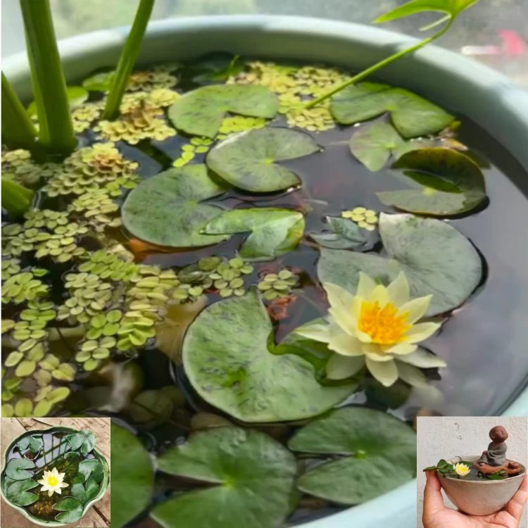 海尔芙拉 微型 耐寒  容器可大可小 鱼缸 庭院 阳台 户外