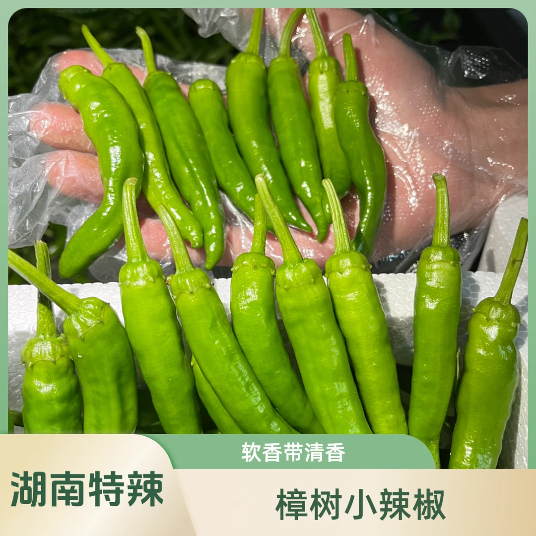 【特辣】正宗樟树小辣椒湖南品种薄皮清香软香辣椒产地采摘小青椒5斤